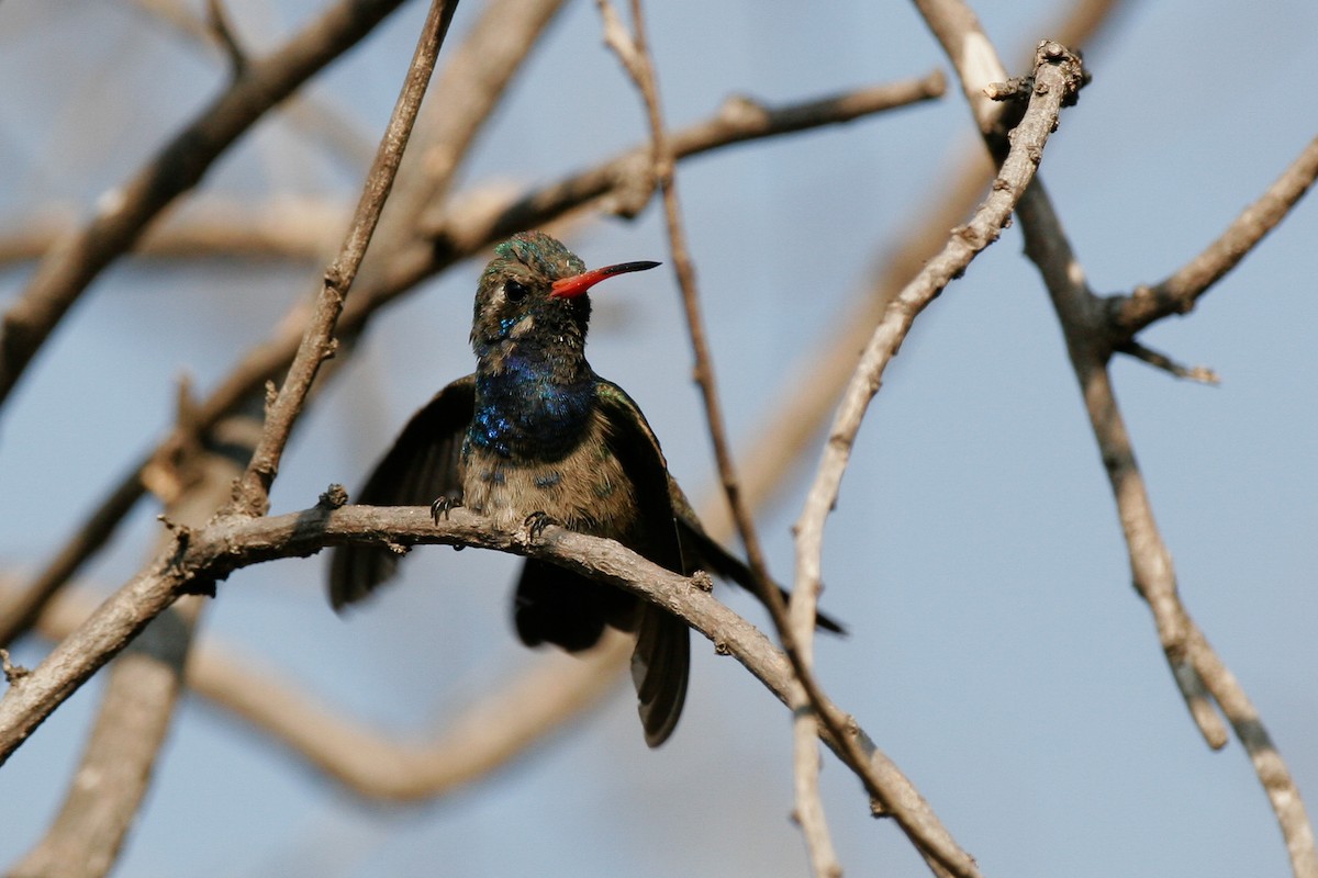 Turquoise-crowned Hummingbird - ML43164111