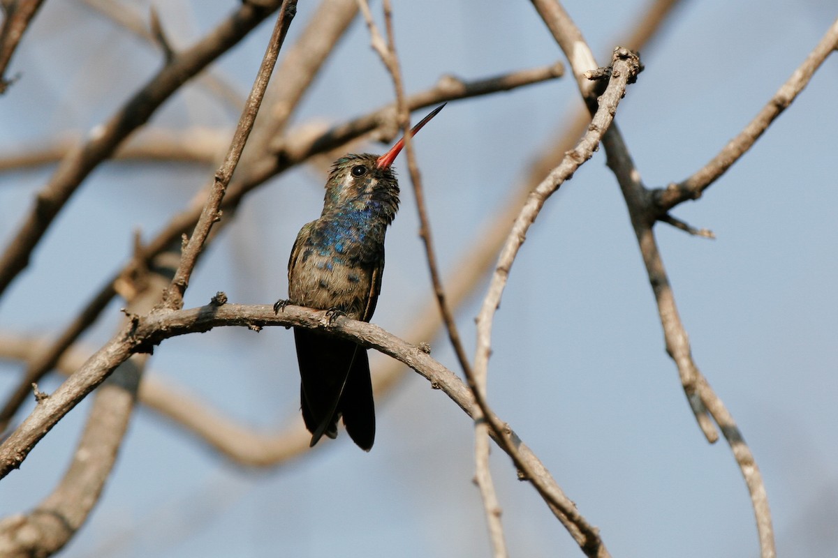 Turquoise-crowned Hummingbird - ML43164131