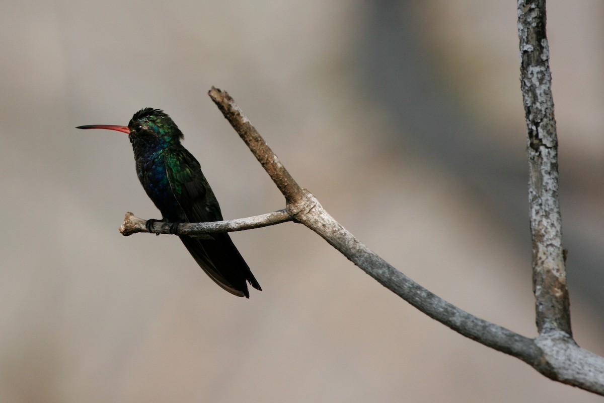 Turquoise-crowned Hummingbird - ML43164221