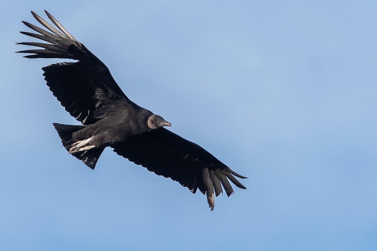 Black Vulture - Mike Stewart
