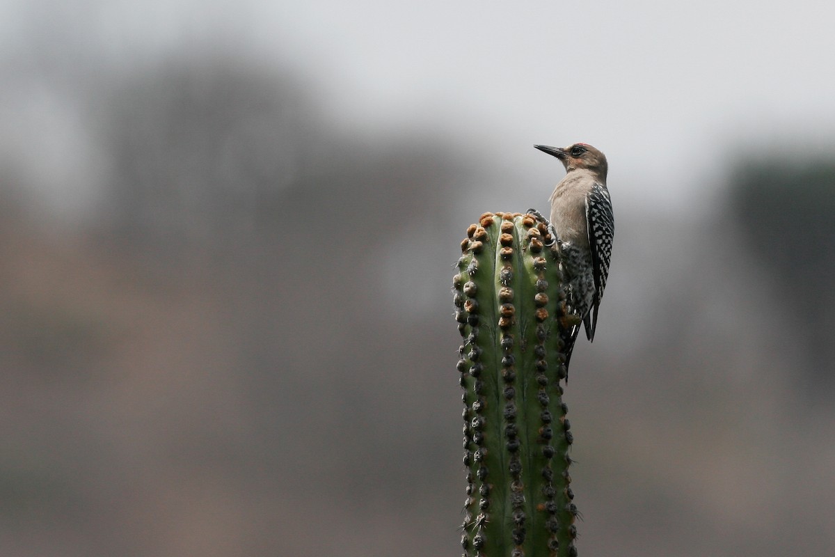 Gray-breasted Woodpecker - ML43164601