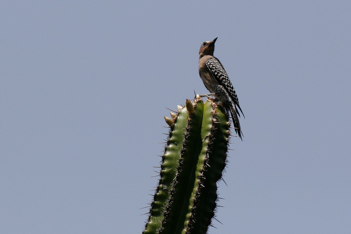 Gray-breasted Woodpecker - ML43164621