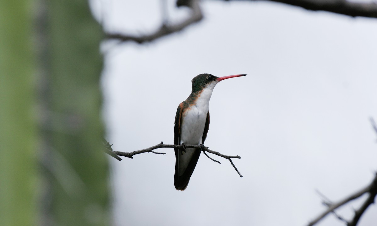 Green-fronted Hummingbird - Chris Wood