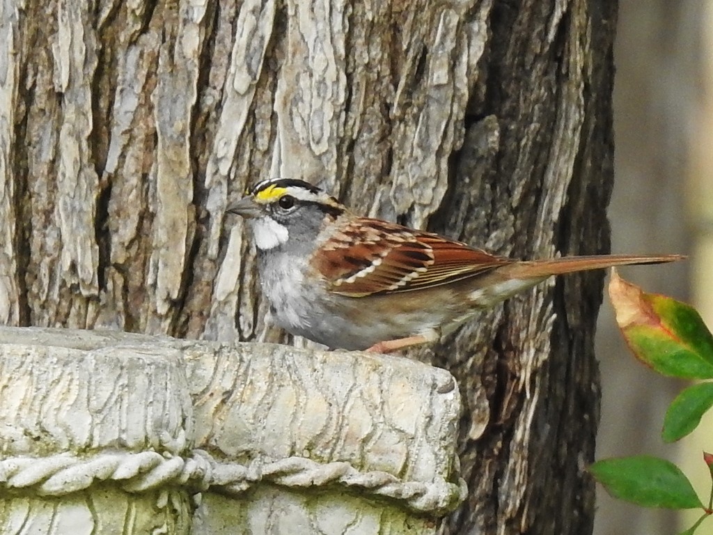 White-throated Sparrow - ML431650961