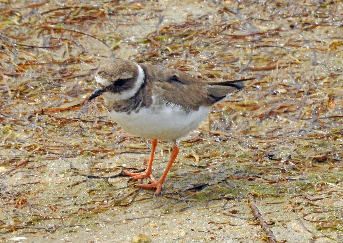 Common Ringed Plover - kas dumroese