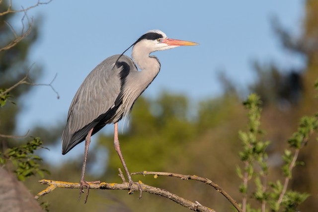 Garça-real - eBird