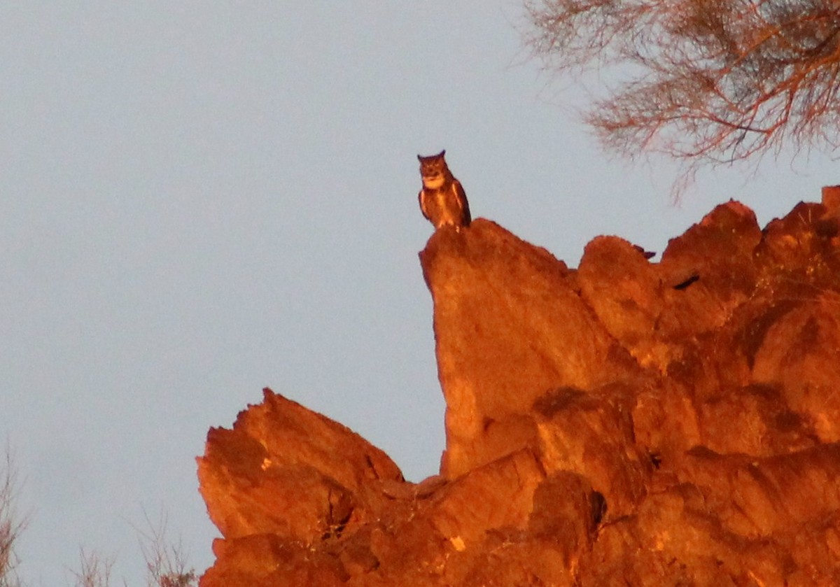 Great Horned Owl - ML431657511