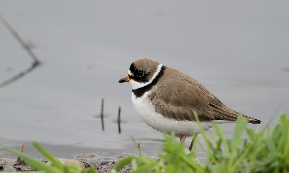 Semipalmated Plover - ML43167811