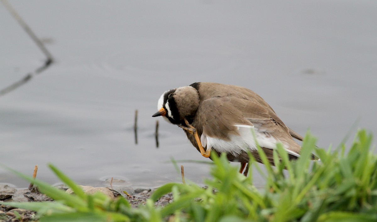 Semipalmated Plover - ML43167821