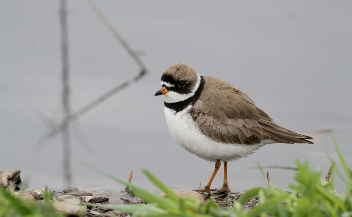 Semipalmated Plover - ML43167831