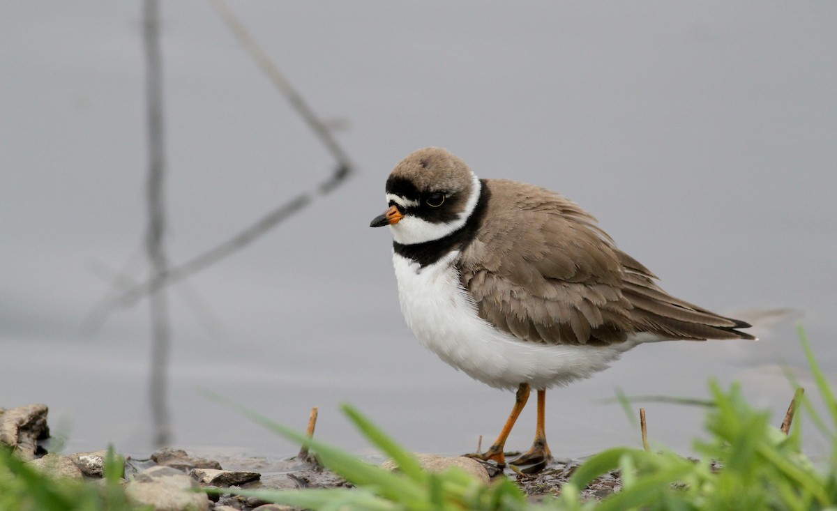 Semipalmated Plover - ML43167841