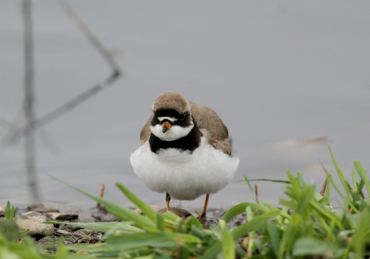 Semipalmated Plover - ML43167851