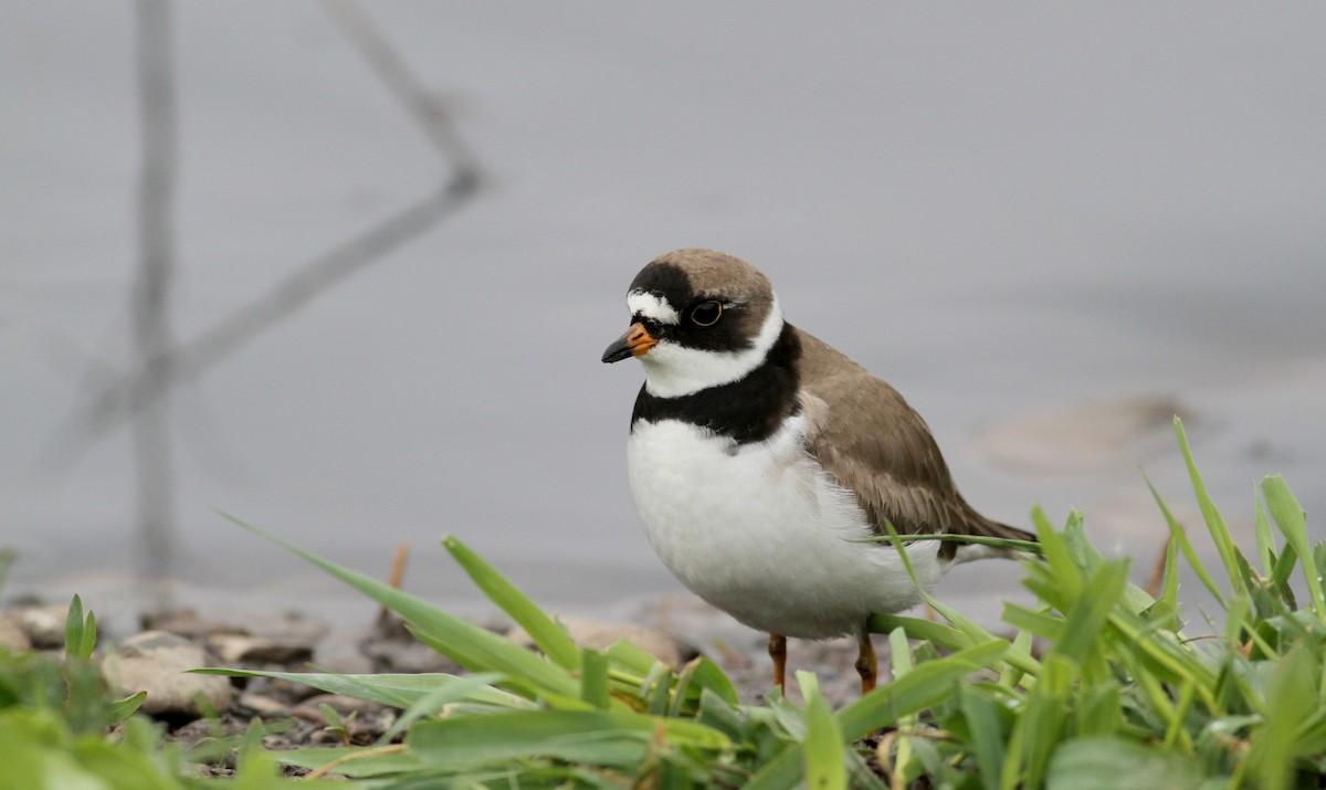 Semipalmated Plover - ML43167861