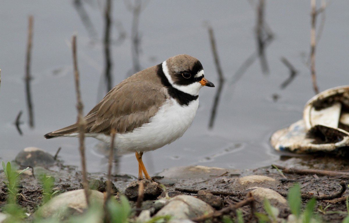 Semipalmated Plover - ML43167911