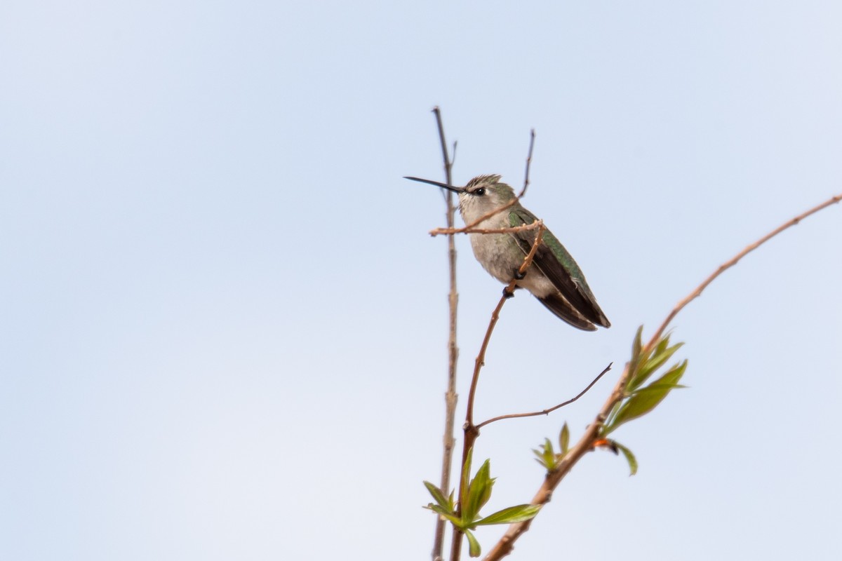 Costa's Hummingbird - ML431685501