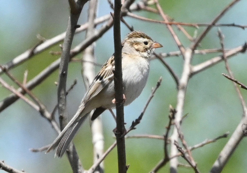 Clay-colored Sparrow - ML431689551