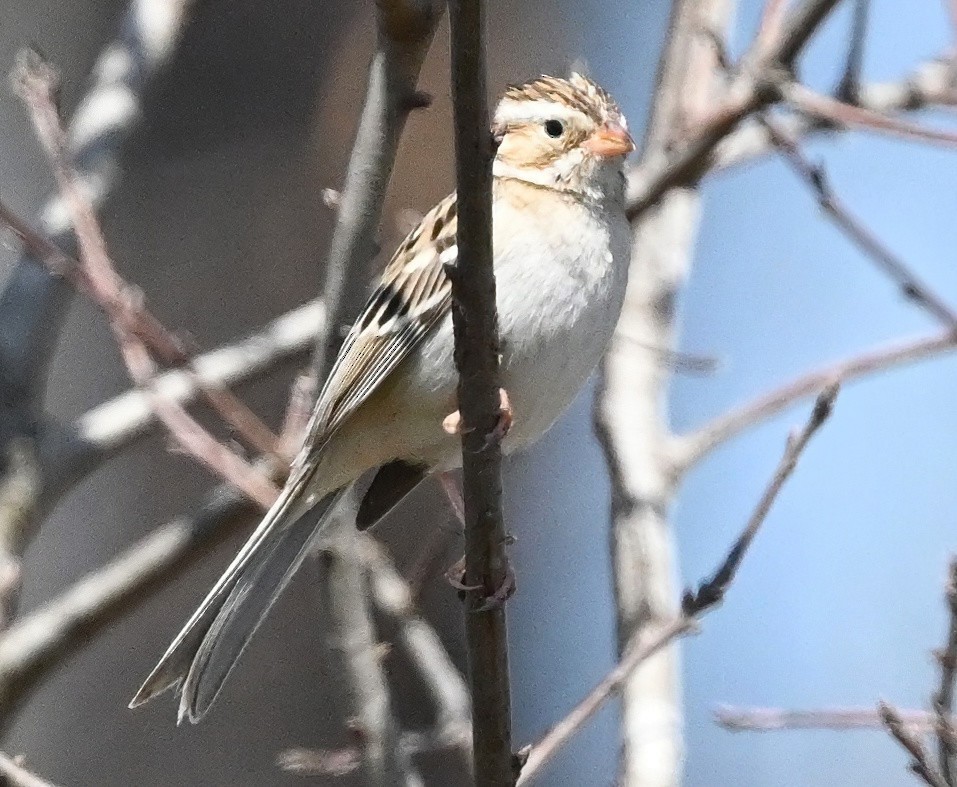 Clay-colored Sparrow - ML431689681