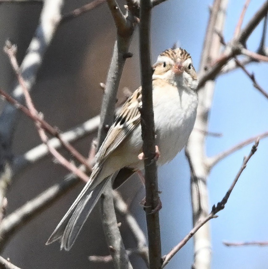 Clay-colored Sparrow - ML431689781