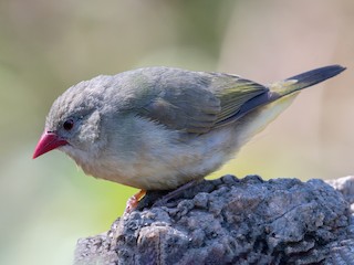 Молодая птица - Sahil 🐧 - ML431693291
