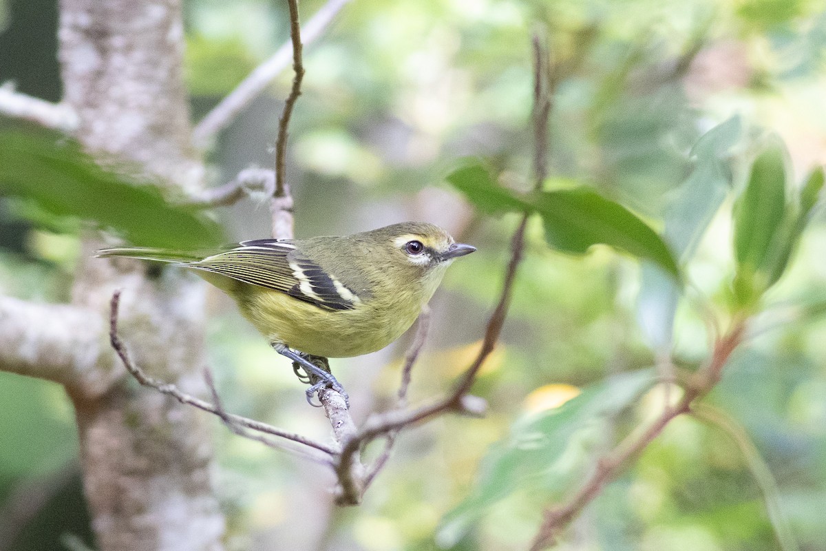 Yellow-winged Vireo - Nick Tepper