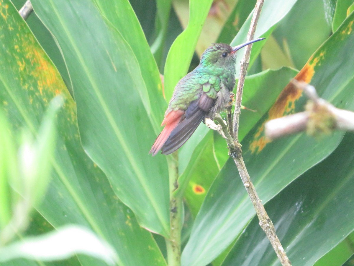 Rufous-tailed Hummingbird - ML431700381