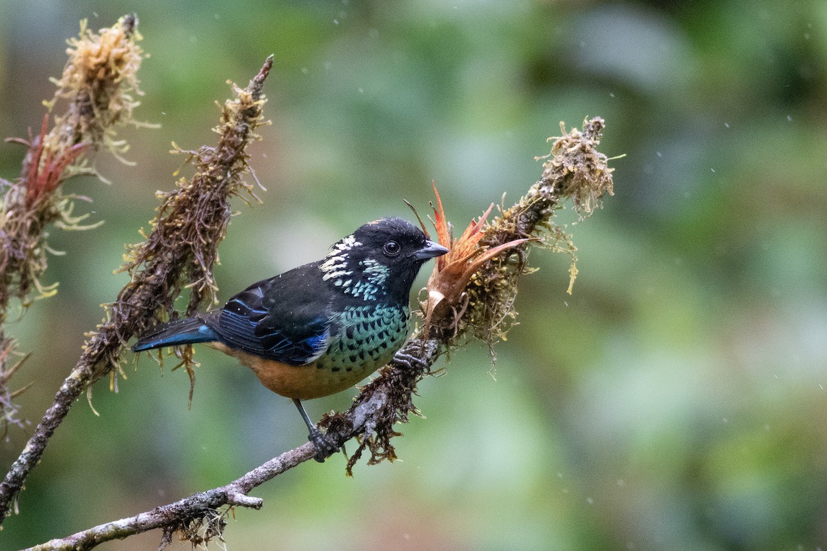 Spangle-cheeked Tanager - Nick Tepper