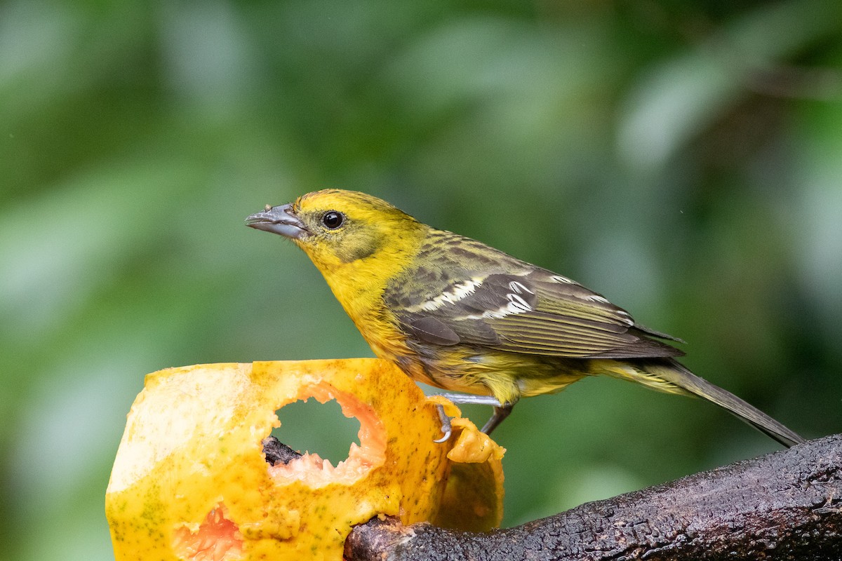 Flame-colored Tanager - Nick Tepper