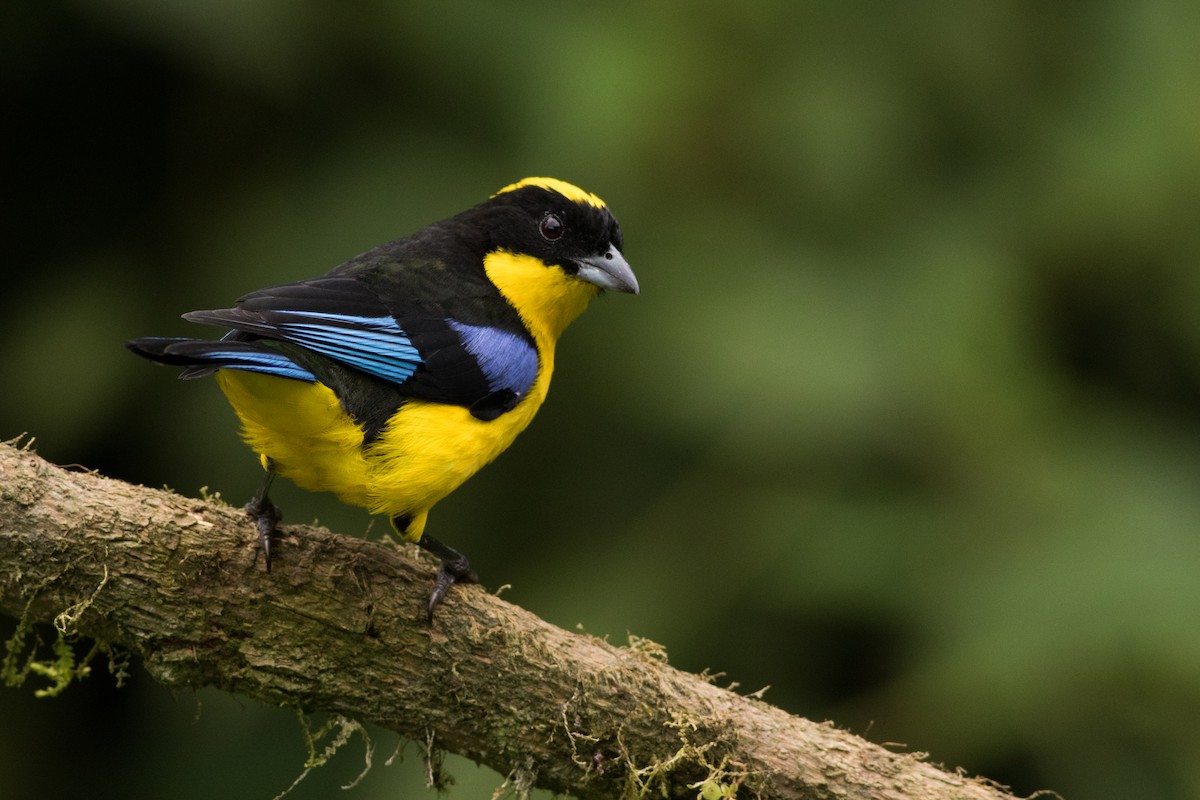 Blue-winged Mountain Tanager - ML431704261