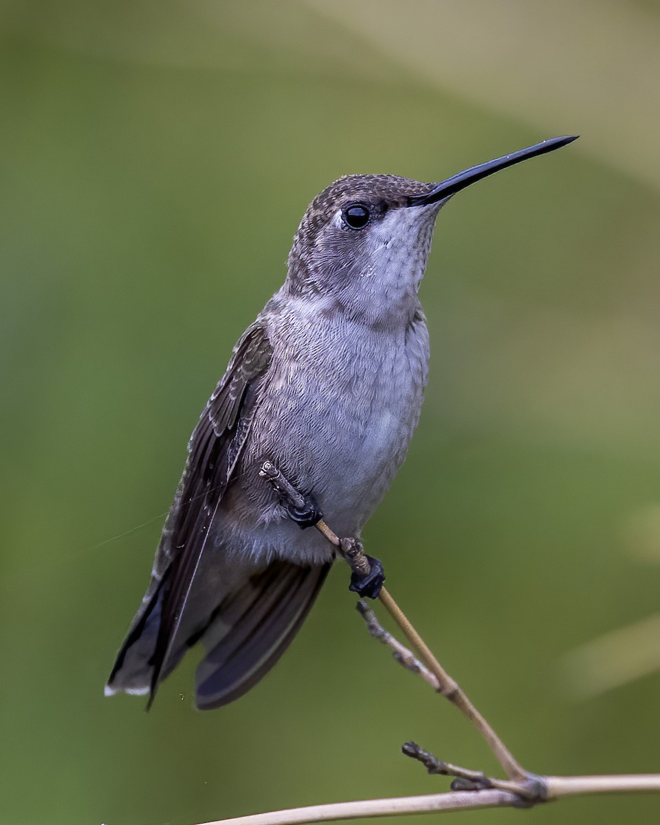 Black-chinned Hummingbird - ML431706581