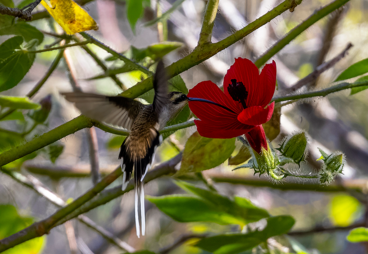kolibřík západomexický - ML431708411