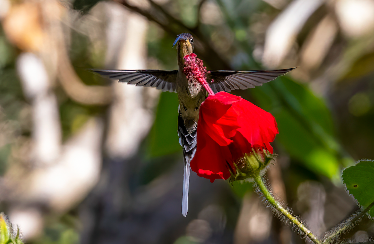 Mexican Hermit - ML431708441