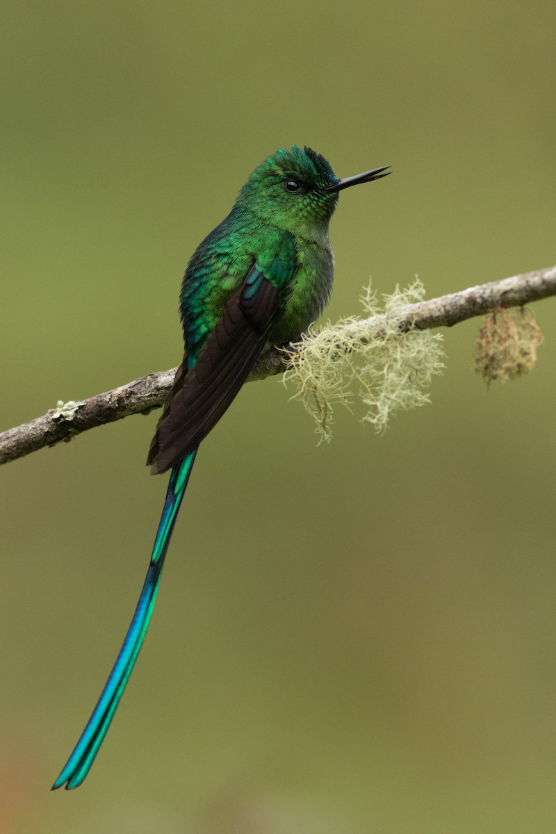 Long-tailed Sylph - ML431709691