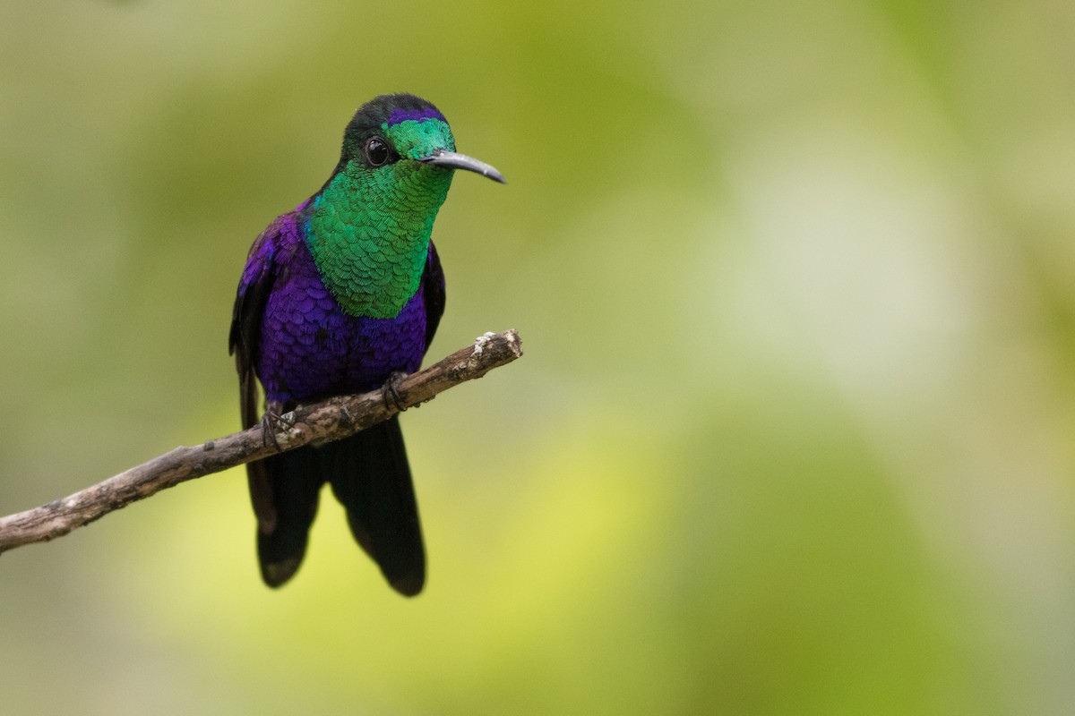 kolibřík vidloocasý - ML431712501