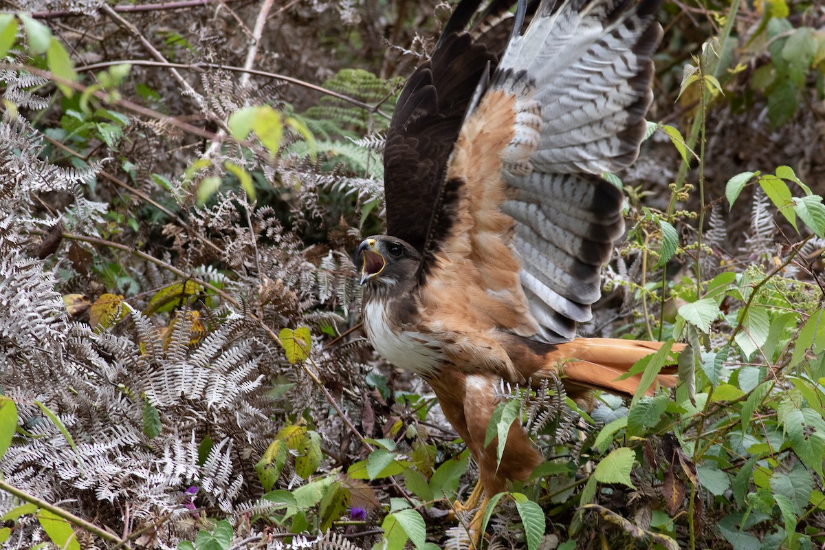 Red-tailed Hawk (costaricensis) - ML431713951