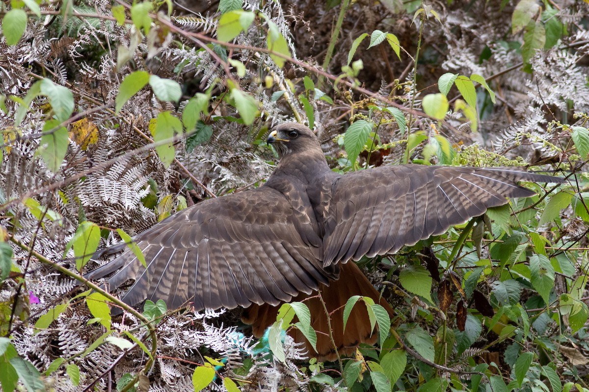 Red-tailed Hawk (costaricensis) - ML431713971