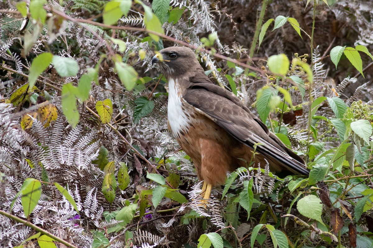 Red-tailed Hawk (costaricensis) - ML431713981