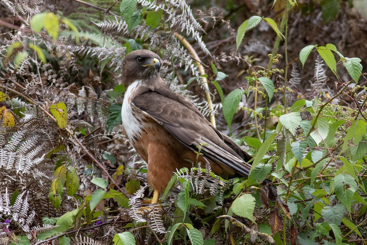 Red-tailed Hawk (costaricensis) - ML431713991