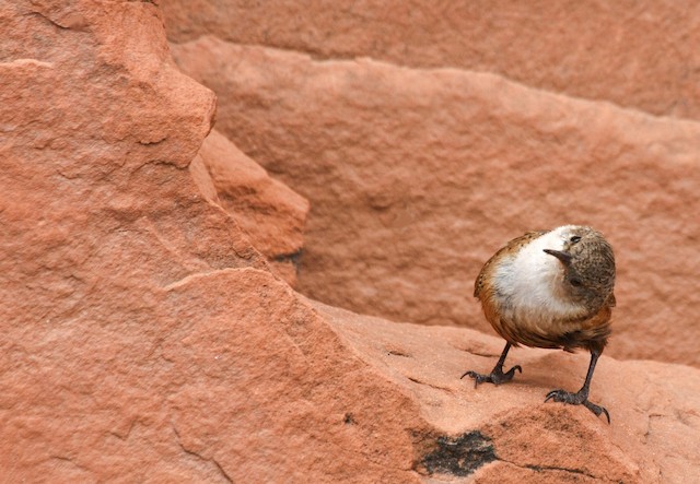 Canyon Wren bowing to the side. - Canyon Wren - 