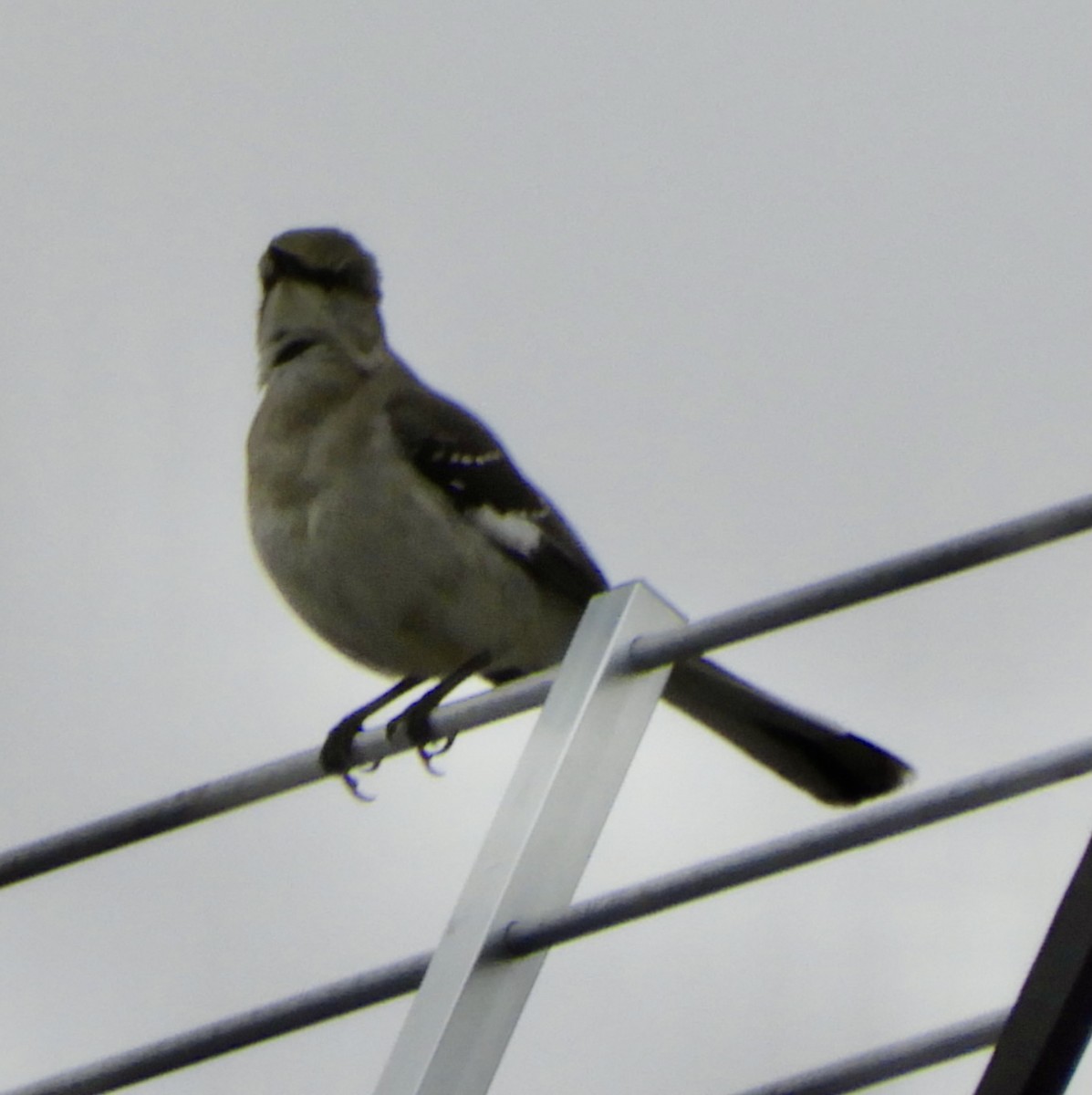 Northern Mockingbird - kimberlie moutoux