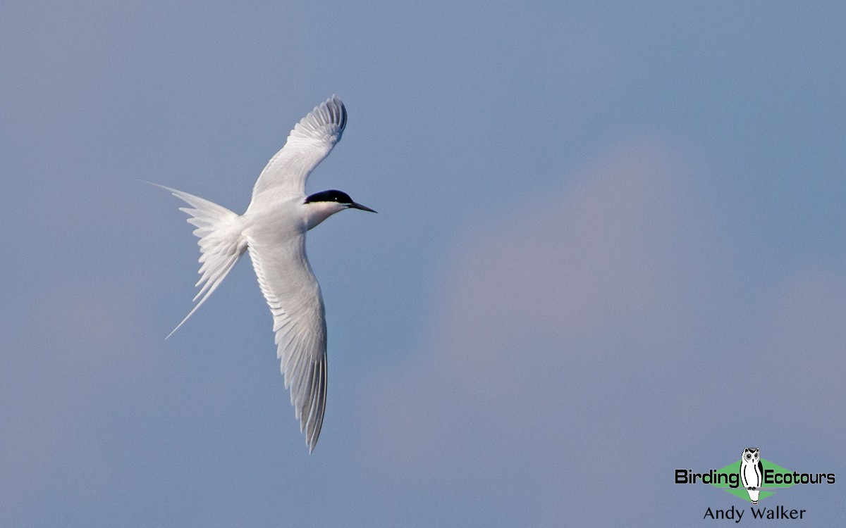 Roseate Tern - Andy Walker - Birding Ecotours