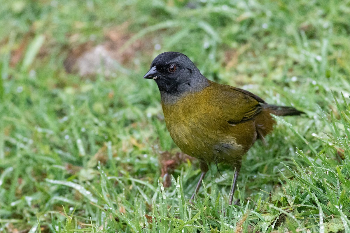 Large-footed Finch - ML431721641