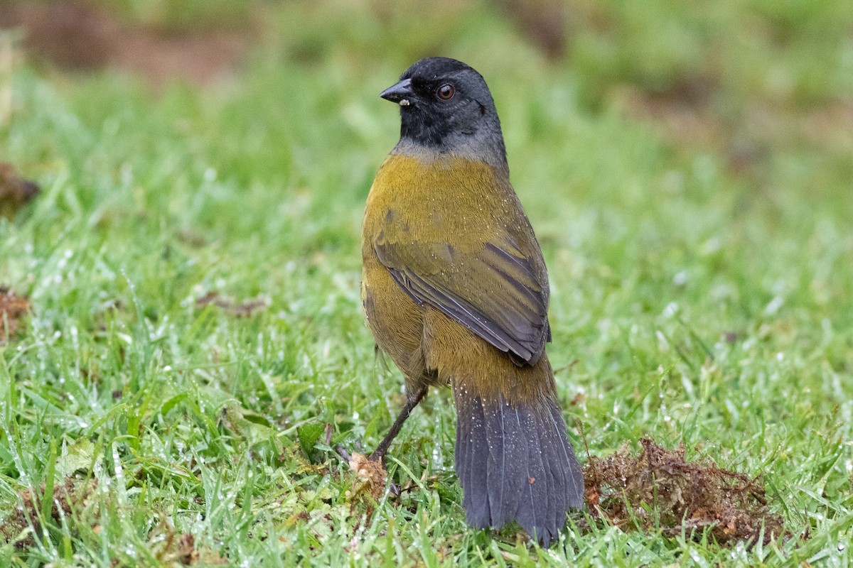 Large-footed Finch - ML431721661