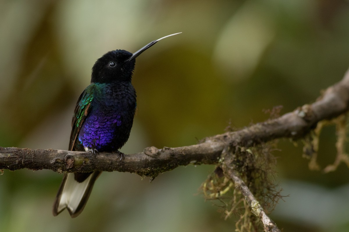 kolibřík hyacintový - ML431724191