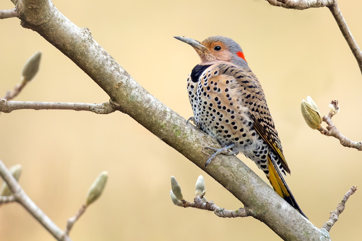 Northern Flicker (Yellow-shafted) - ML431726081