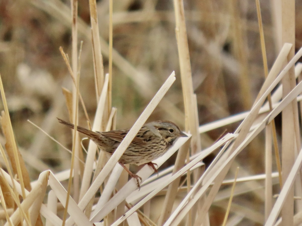 Lincoln's Sparrow - Diane Roberts