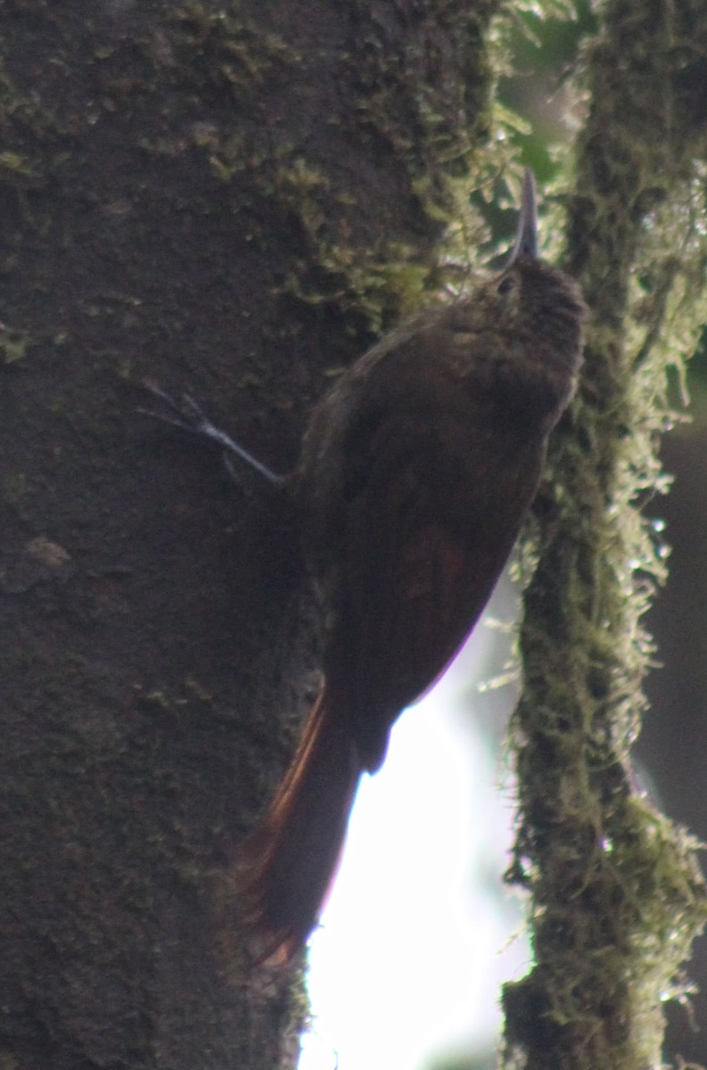 Spotted Woodcreeper - ML431730931