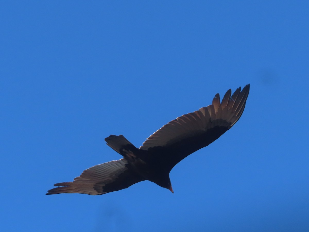 Turkey Vulture - ML431738121