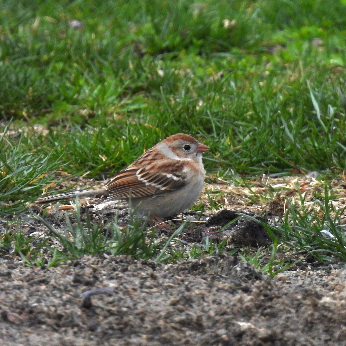 Field Sparrow - ML431742391