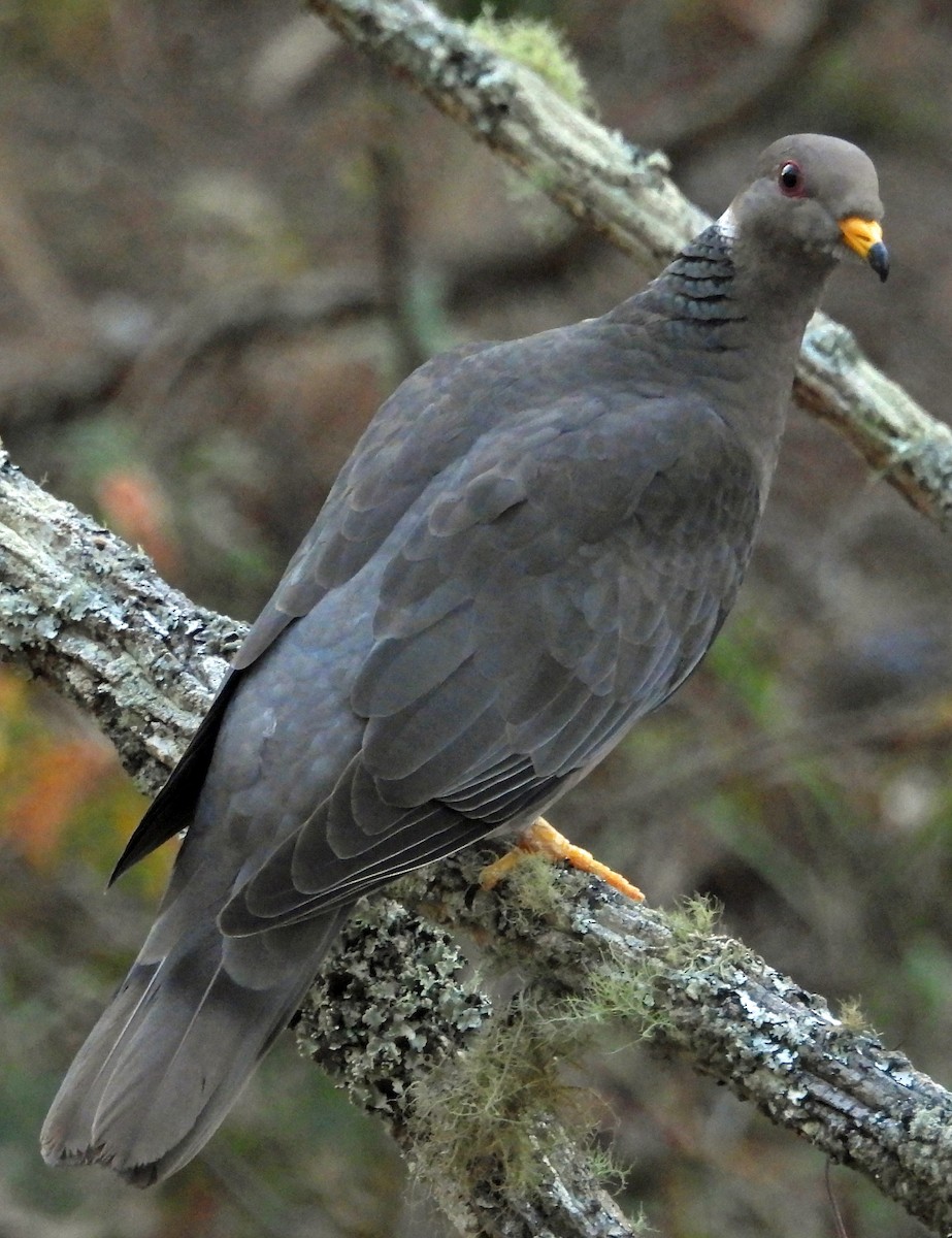 Band-tailed Pigeon - ML431743551