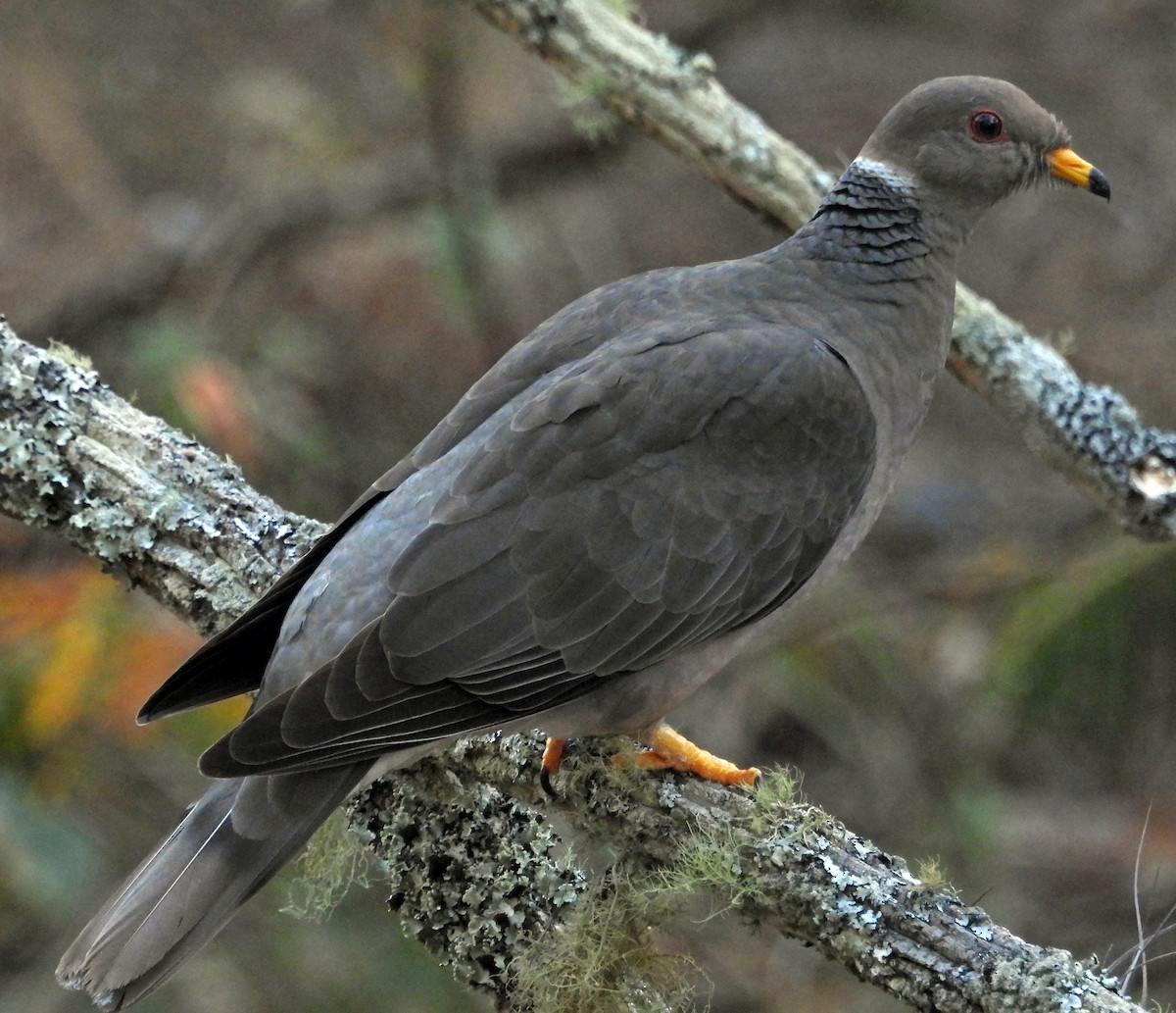 Band-tailed Pigeon - Danilo Moreno